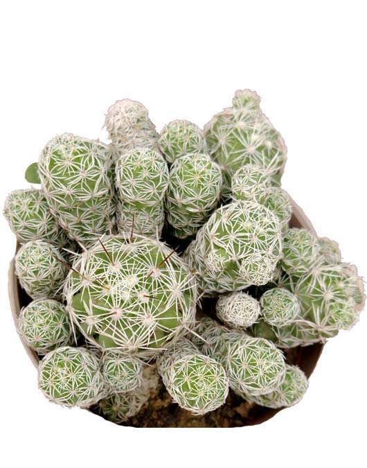 cactus1
