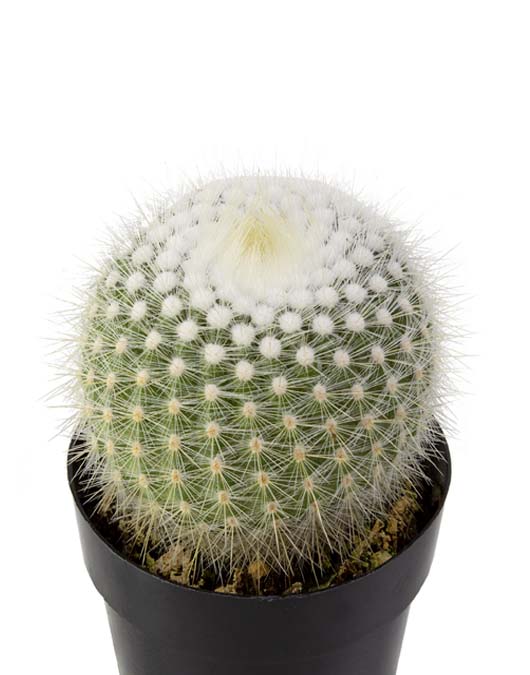 cactus11