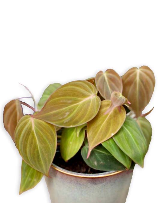 philodendron bronghe