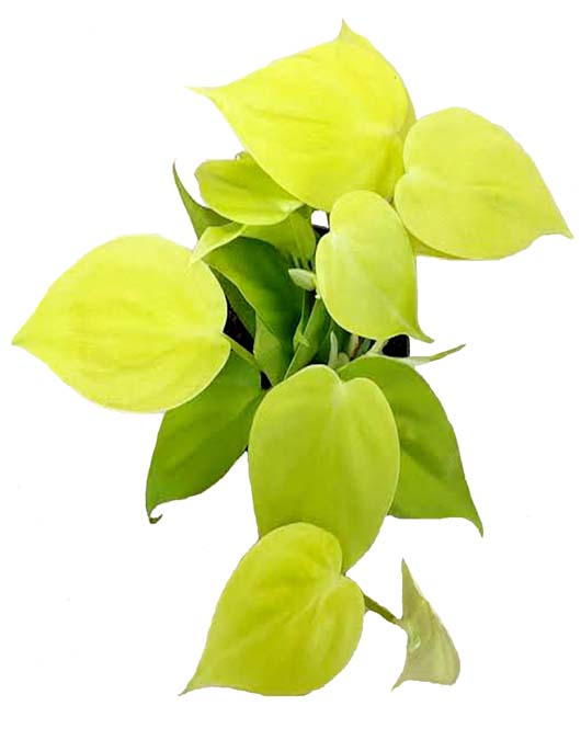 philodendron oxcy