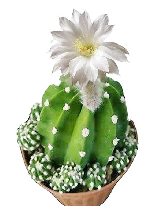 cactus17