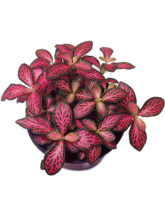 fittonia red