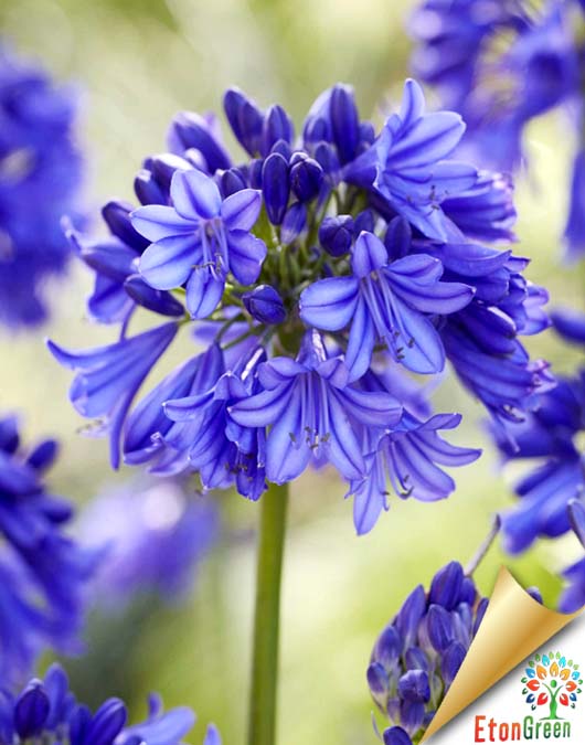 Agapanthus or African lily Blue Flower Bulb