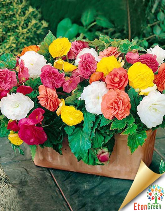 Begonia Tuberous Mixed Color Flower Bulb