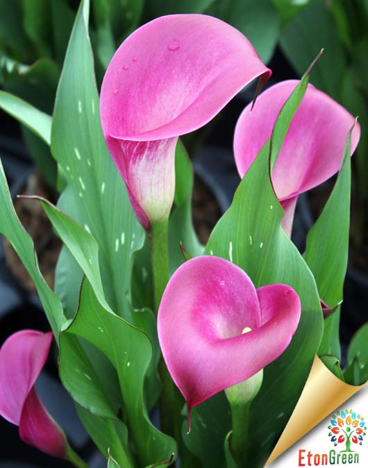 Calla lily pink flower bulb