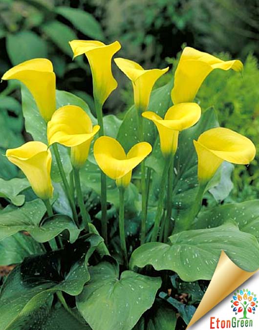 Calla lily yellow flower bulb