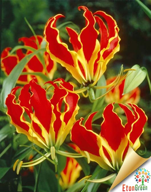 Glorisha Rothilina Flower Bulb