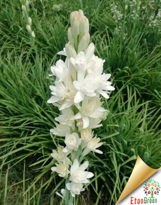 Tuberose Double White Flower Bulbs
