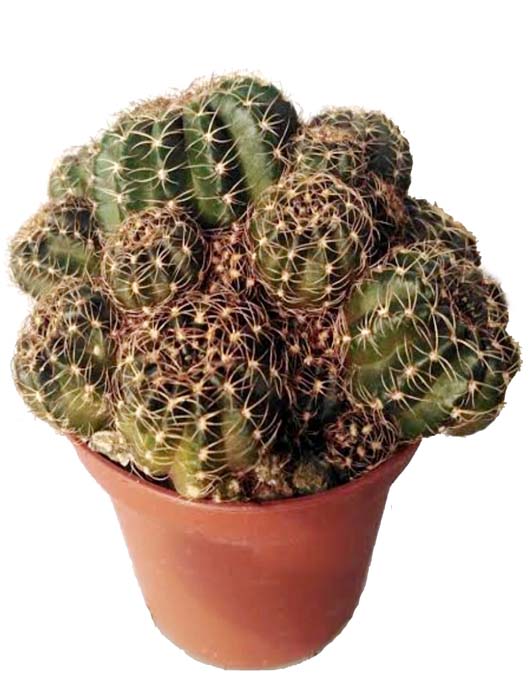 cactus20