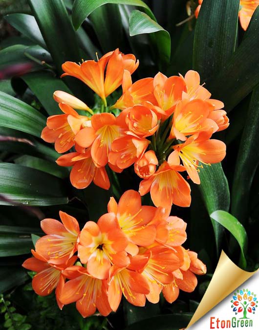 clivia orange flower bulb
