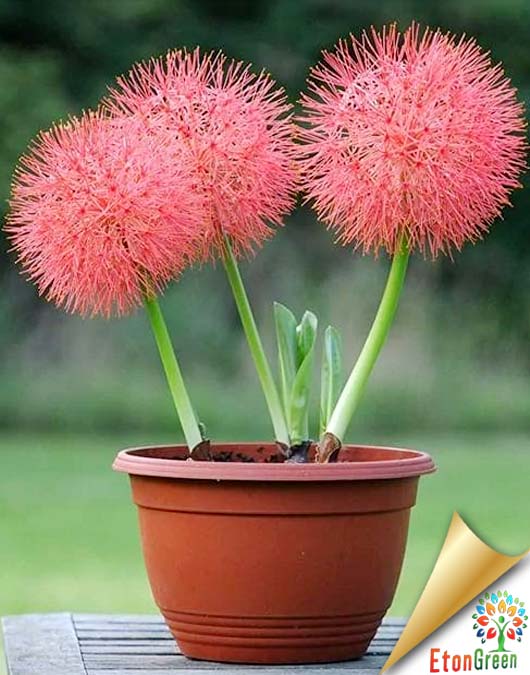 football lily pink flower bulb