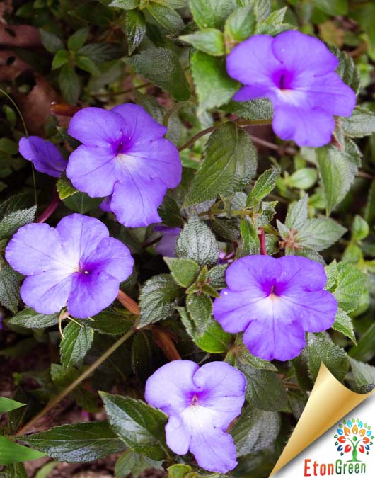 achimenes maxicana purple flower bulb