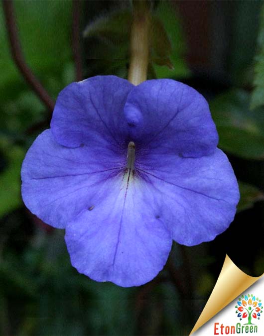 achimenes maxicana purple flower bulb1