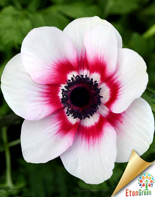 Anemone mistral plus bicolore flower bulb