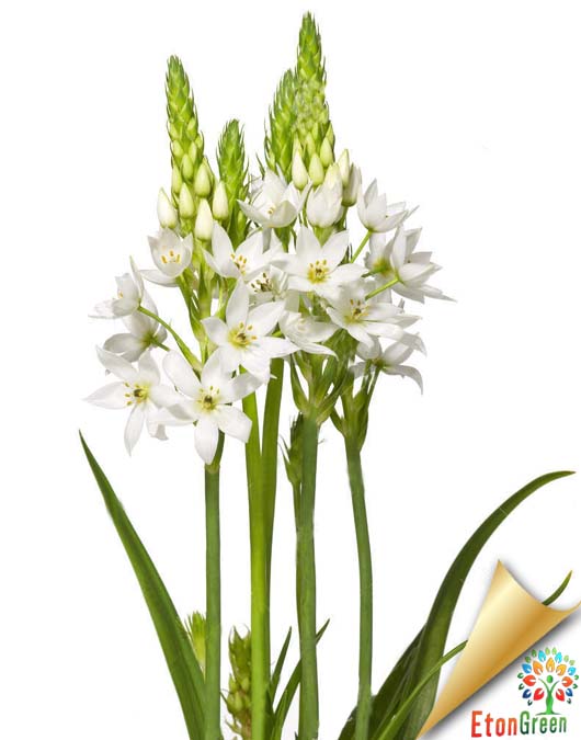 ornithogolam white flower bulb