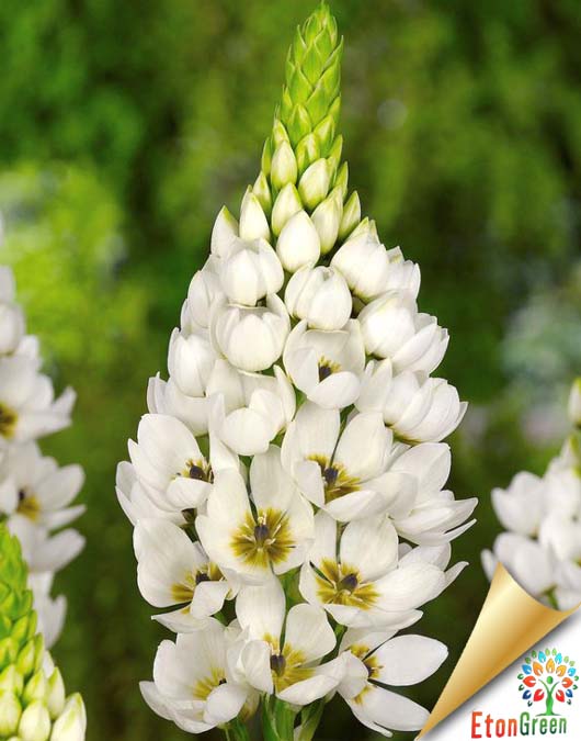 ornithogolam white flower bulb1