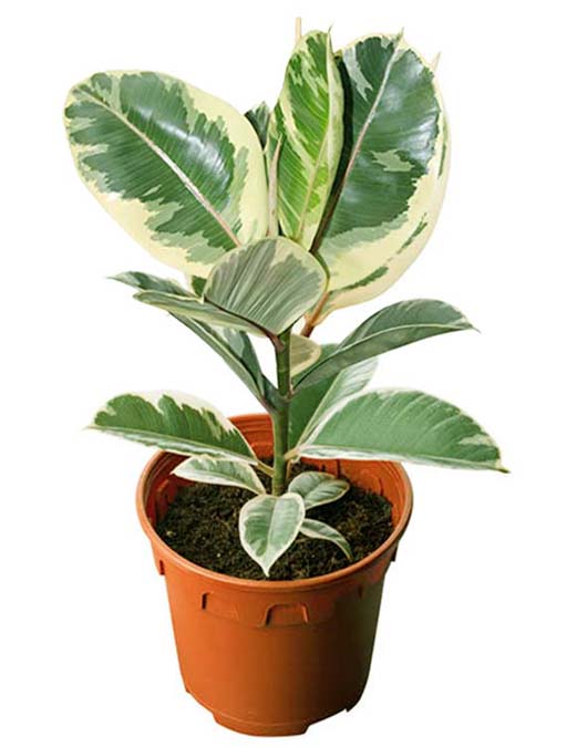 varigated rubber plant